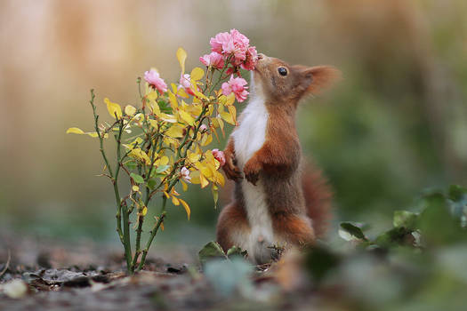 Stop and Smell the Roses