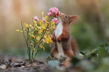 Stop and Smell the Roses