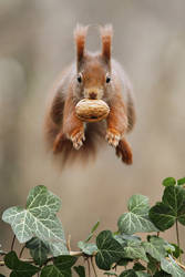 Is it a bird? Is it a plane? No its a squirrel!