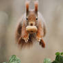 Is it a bird? Is it a plane? No its a squirrel!