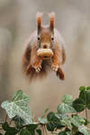 Is it a bird? Is it a plane? No its a squirrel! by JulianRad