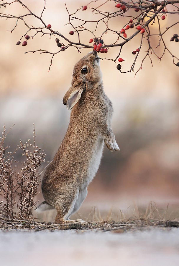 Wild Rabbit by JulianRad on DeviantArt