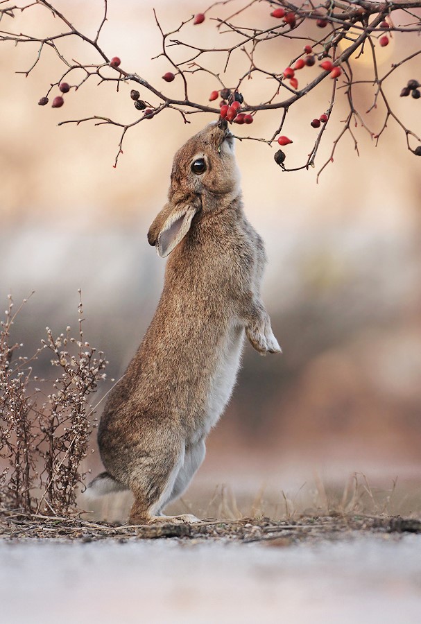 wild rabbit by julianrad on deviantart