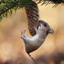 Acrobatic woodmouse