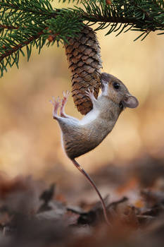 Acrobatic woodmouse