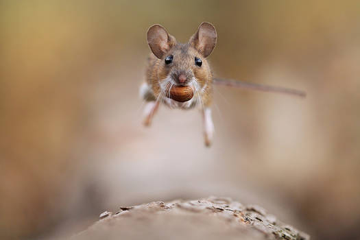 Jumping Woodmouse
