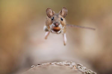 Jumping Woodmouse