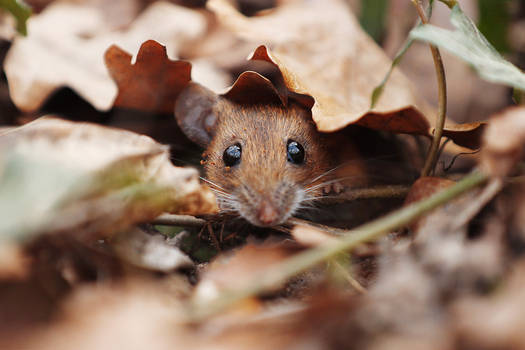 Woodmouse