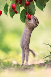 Ground squirrel with cherry