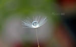 Dandelion by Sketchylious