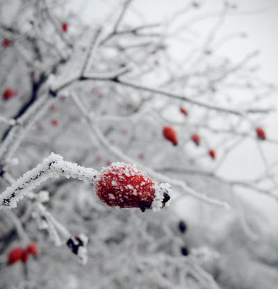 Winter berries