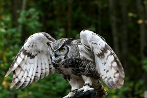 Great Horned Owl