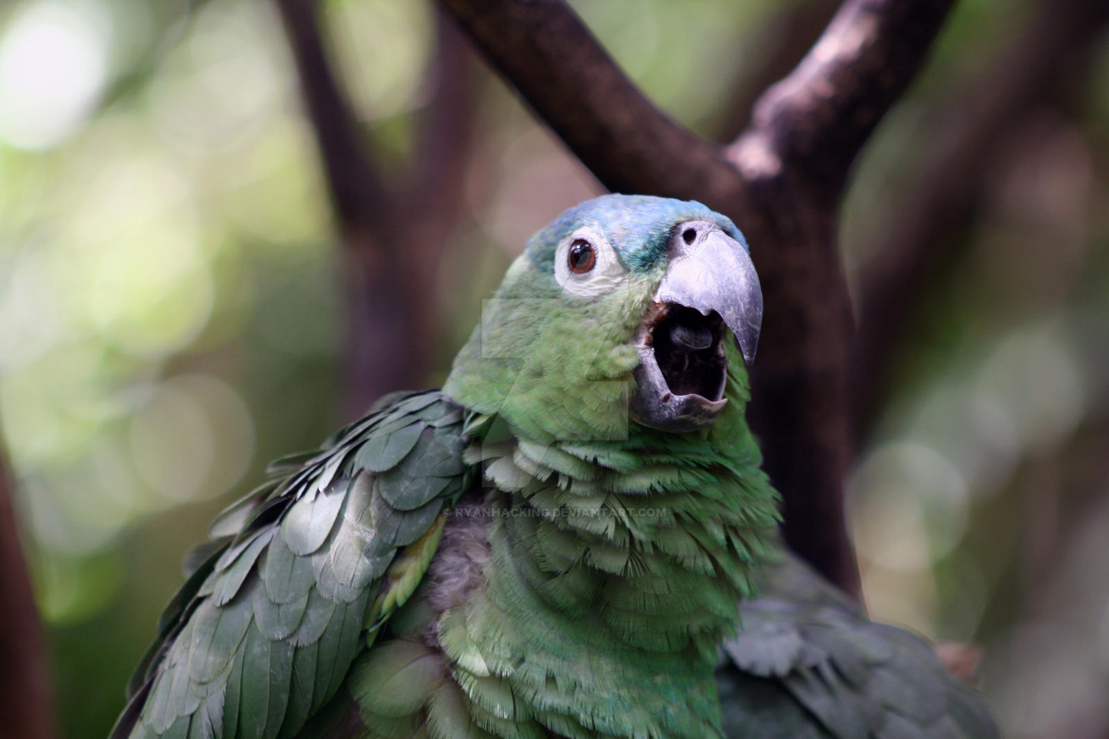 Parrot Raging Angry Parrot by ryanhacking on DeviantArt