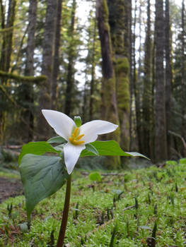 Trillium