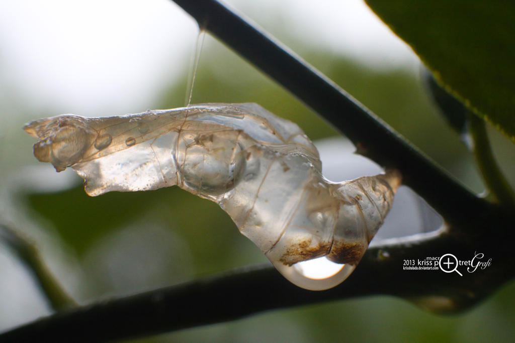 Translucent Cocoon transparent cocoon by krissbalada on DeviantArt