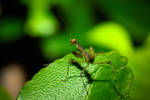 kriss macro potretgrafi 79 by krissbalada