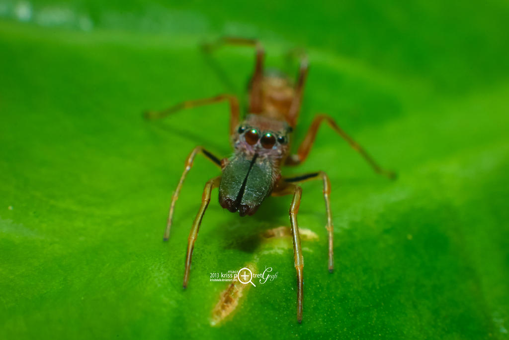 spider duck by krissbalada on DeviantArt