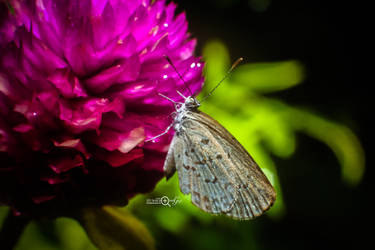 on the purple flower