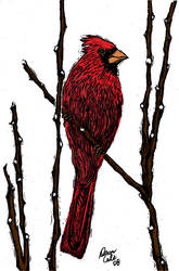 Cardinal in Scratch board 2.0