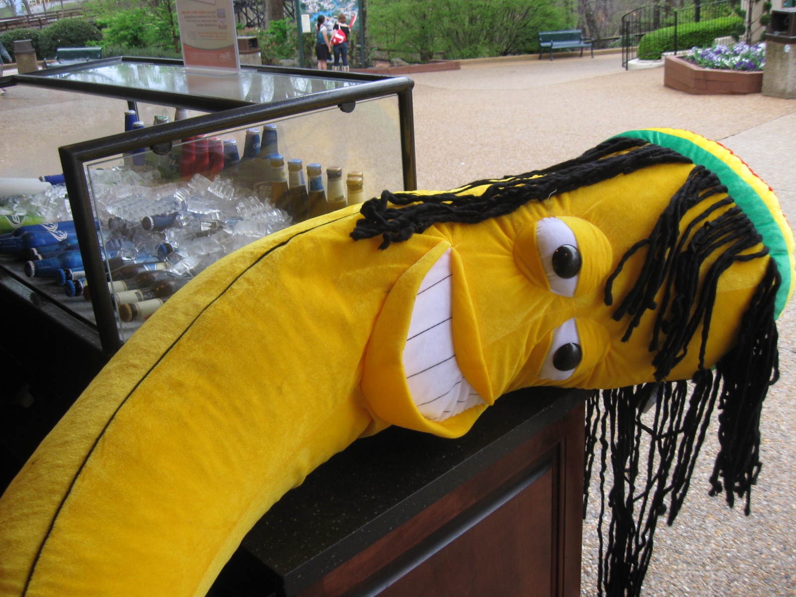 Giant Jamaican banana passed out