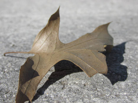 Just a leaf