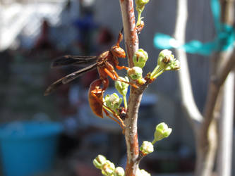 Red Wasp