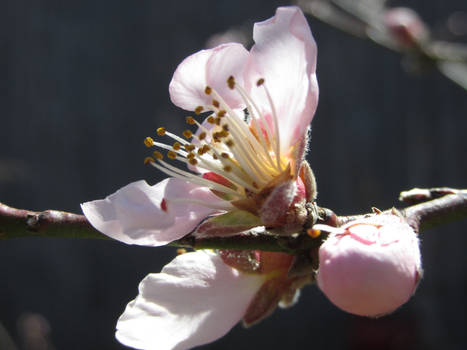 Peach Tree Blossom 2