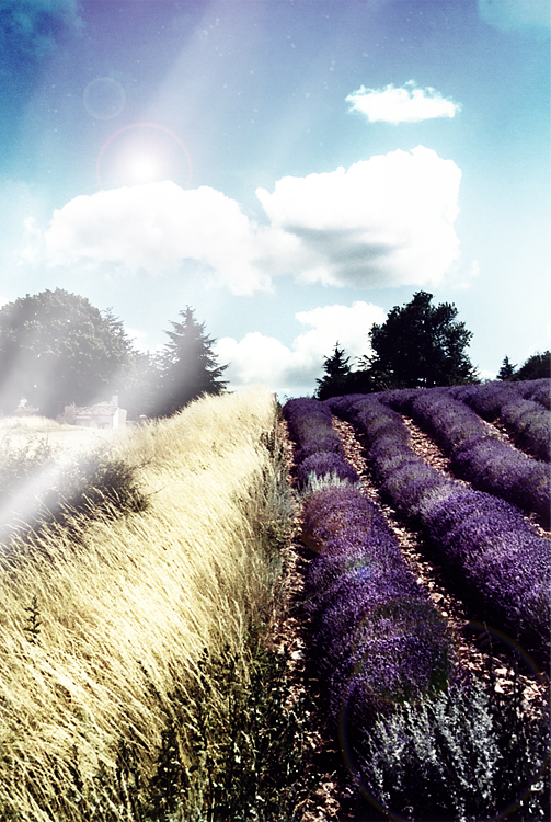 Light On Lavender Fields.