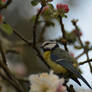 Great tit