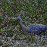 Gray Heron