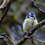 Great tit