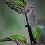 Caterpillar