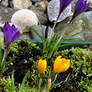 My Crocuses and Moss