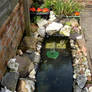 My pond long view