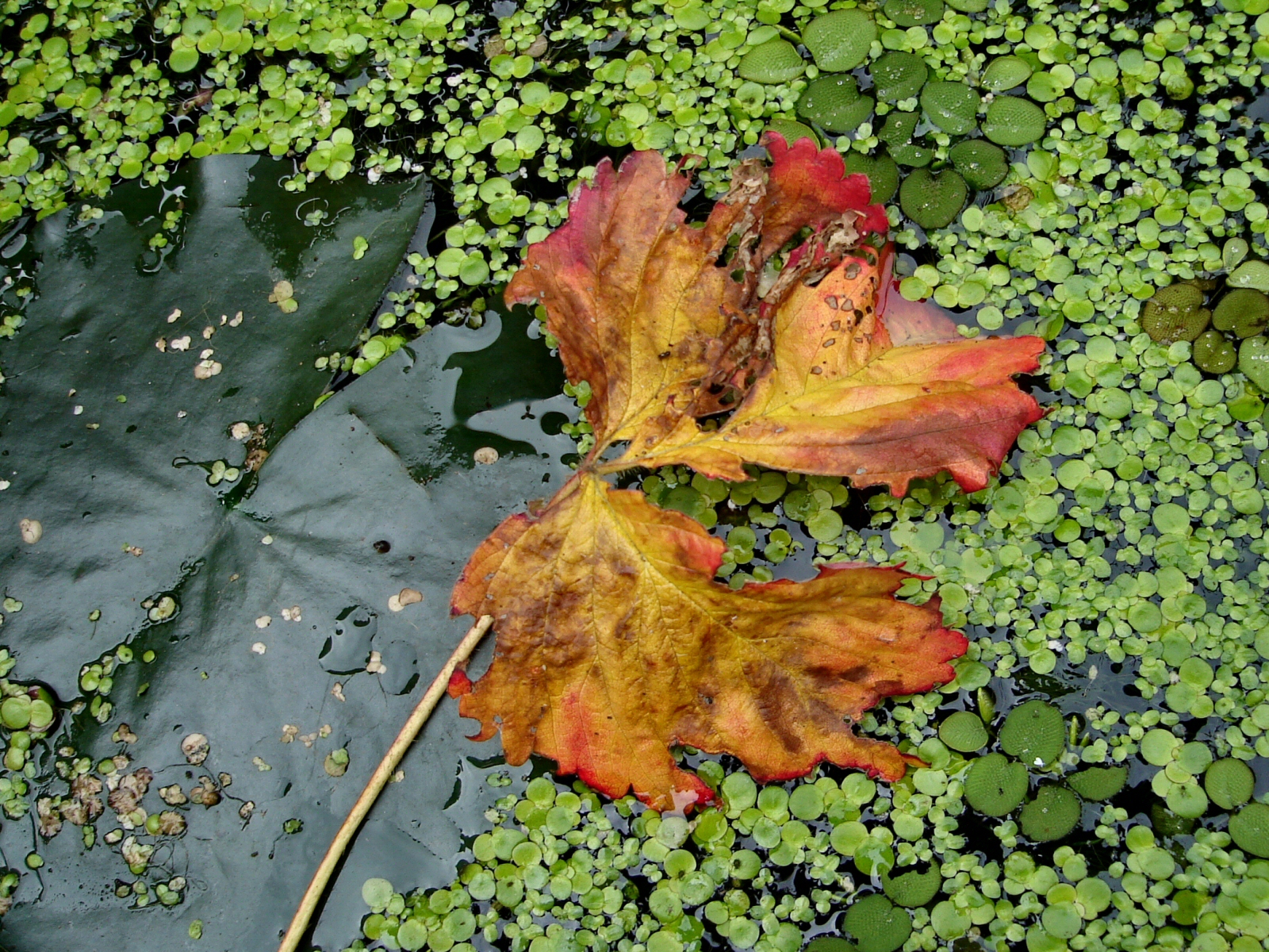 The Beauty of Autumn