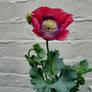 Perfect Poppy