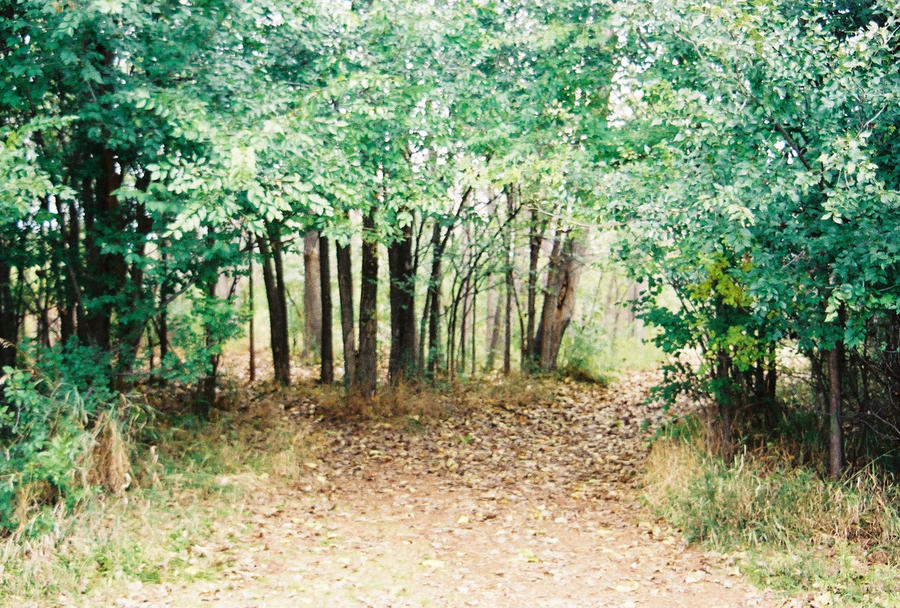 Split Paths by HopelesslyXHopeful16 on DeviantArt