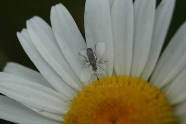 Insect on a daisy