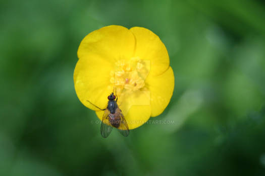 Fly on flower