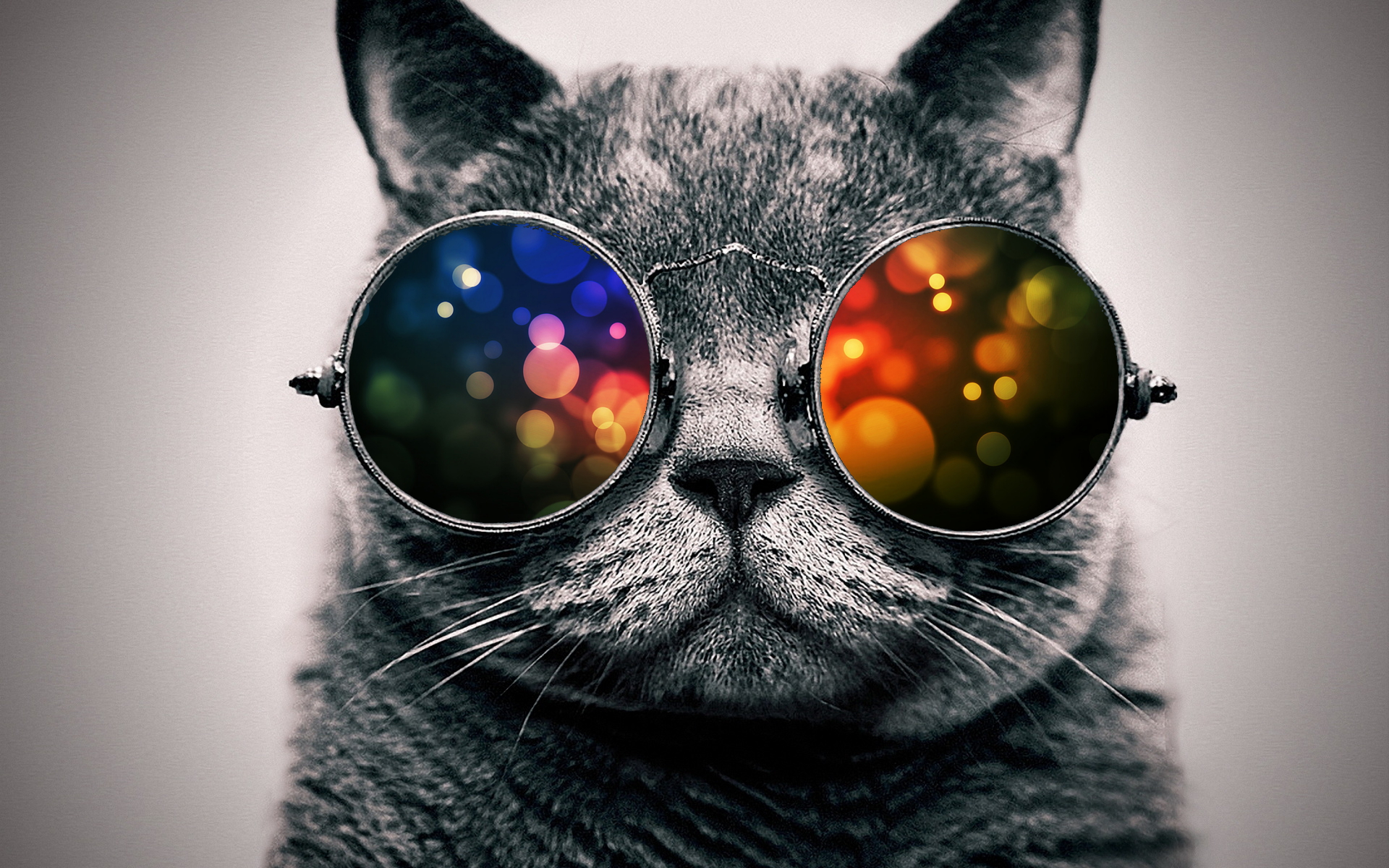 Cool Cat: Color