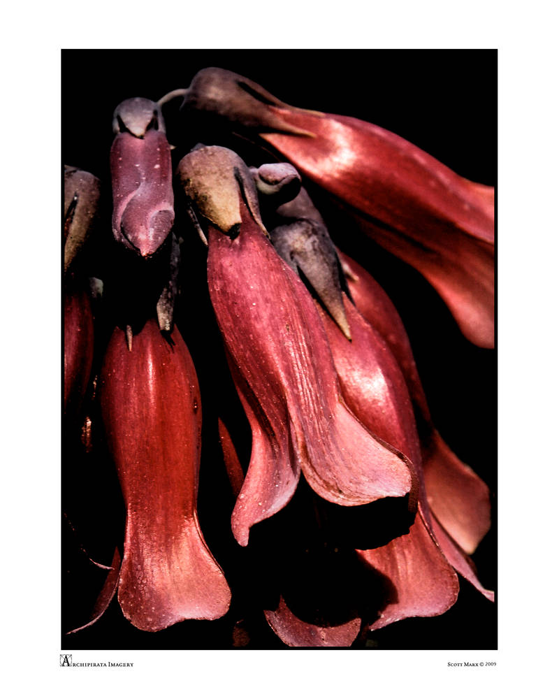 Bloodflower by archipirata on DeviantArt