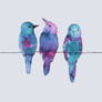 Three birds on a wire