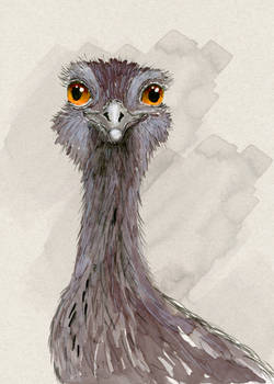 Ostrich watercolor drawing