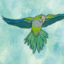 Flying quaker parrot with downy feathers