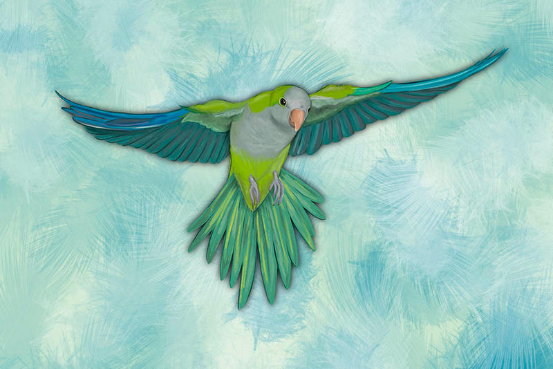 Quacker Flying Quaker Parrot Flying Quakers Parrot Outreach Society