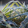 white frost on the grass