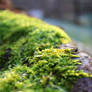 moss