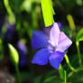 Vinca minor