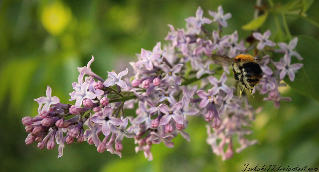 Purple lilac and bee