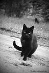 black cat II by tsubaki77